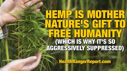 Hemp-Mother-Natures-Gift-Free-Humanity-480 (2)
