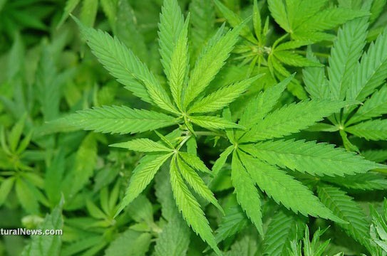 Cannabis-Drug-Marijuana-Plant