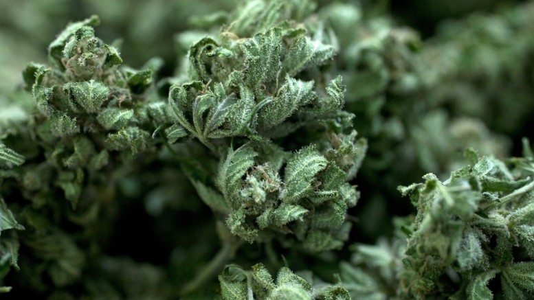 Medical marijuana available to Floridians starting today